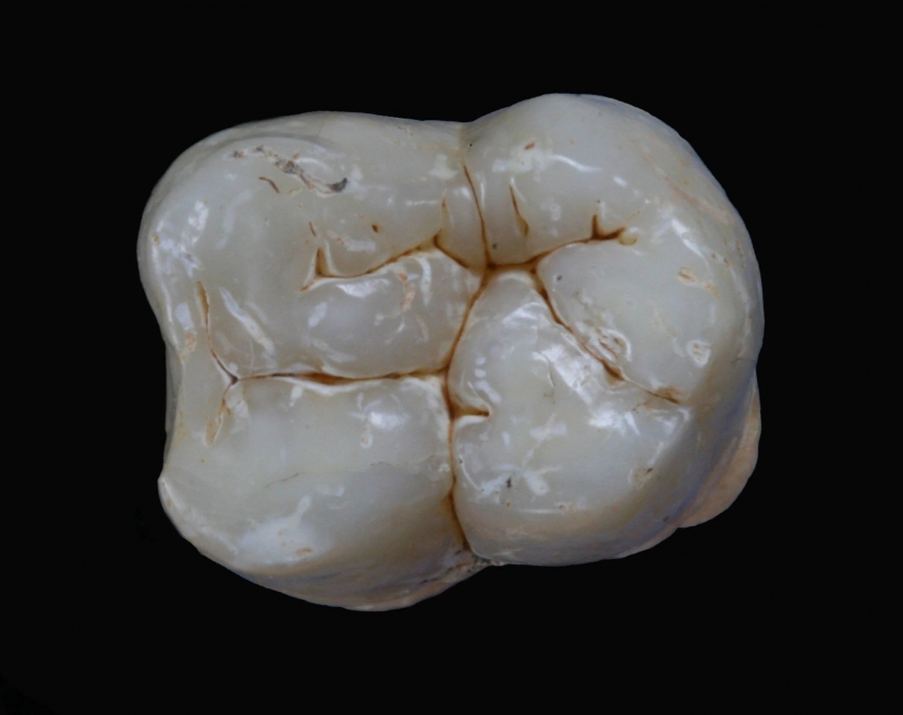 Một chiếc răng hàm Gigantopithecus blacki 1,9 triệu năm tuổi được tìm thấy trong một hang động ở huyện Điền Đông, Khu tự trị dân tộc Choang Quảng Tây, phía nam Trung Quốc. Ảnh: Getty Một chiếc răng hàm Gigantopithecus blacki 1,9 triệu năm tuổi được tìm thấy trong một hang động ở huyện Điền Đông, Khu tự trị dân tộc Choang Quảng Tây, phía nam Trung Quốc. Ảnh: Getty