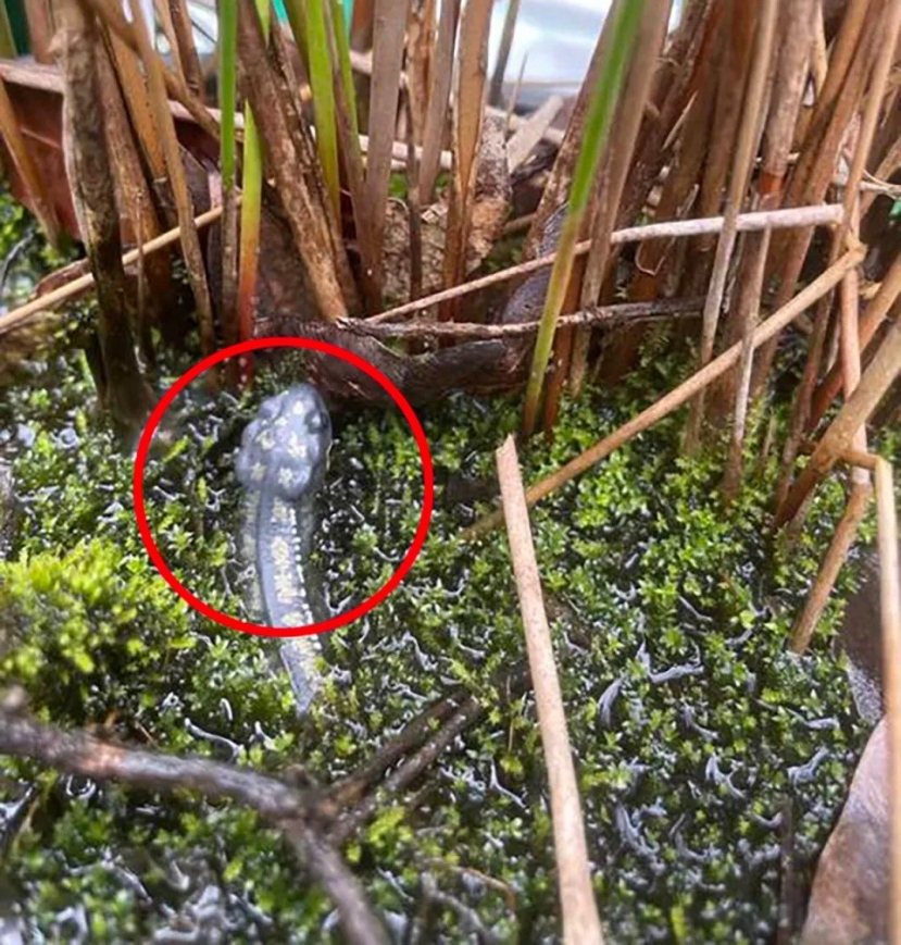 Người phụ nữ Queensland trở nên lo lắng sau khi nhận thấy thứ mà nhiều người cho là kỳ nhông trong khu vườn của mình. Ảnh: Facebook. Người phụ nữ Queensland trở nên lo lắng sau khi nhận thấy thứ mà nhiều người cho là kỳ nhông trong khu vườn của mình. Ảnh: Facebook.