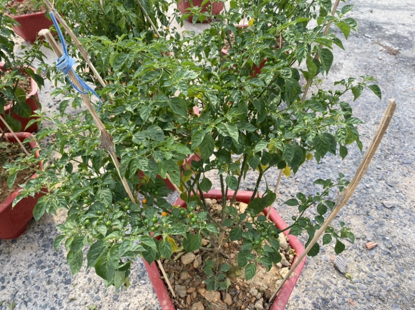 Ớt đắt nhất thế giới giá hơn nửa tỷ đồng/ kg, về Việt Nam làm cây cảnh chơi Tết giá rẻ bèo - Ảnh 5 Ớt đắt nhất thế giới giá hơn nửa tỷ đồng/ kg, về Việt Nam làm cây cảnh chơi Tết giá rẻ bèo - Ảnh 5