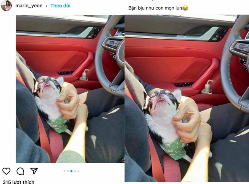 Đến thú cưng của hot Instagramer Hàn Quốc cũng bị 'chủ tịch' lấy về Đến thú cưng của hot Instagramer Hàn Quốc cũng bị 'chủ tịch' lấy về