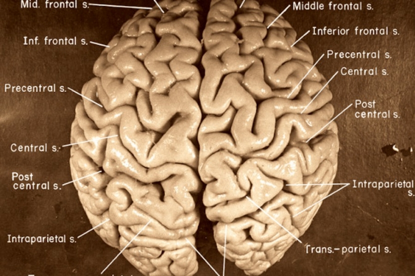 Bộ não bị đánh cắp của Albert Einstein và 'cuộc phiêu lưu' ly kỳ như cuộc đời thiên tài lỗi lạc - Ảnh 6 Bộ não bị đánh cắp của Albert Einstein và 'cuộc phiêu lưu' ly kỳ như cuộc đời thiên tài lỗi lạc - Ảnh 6