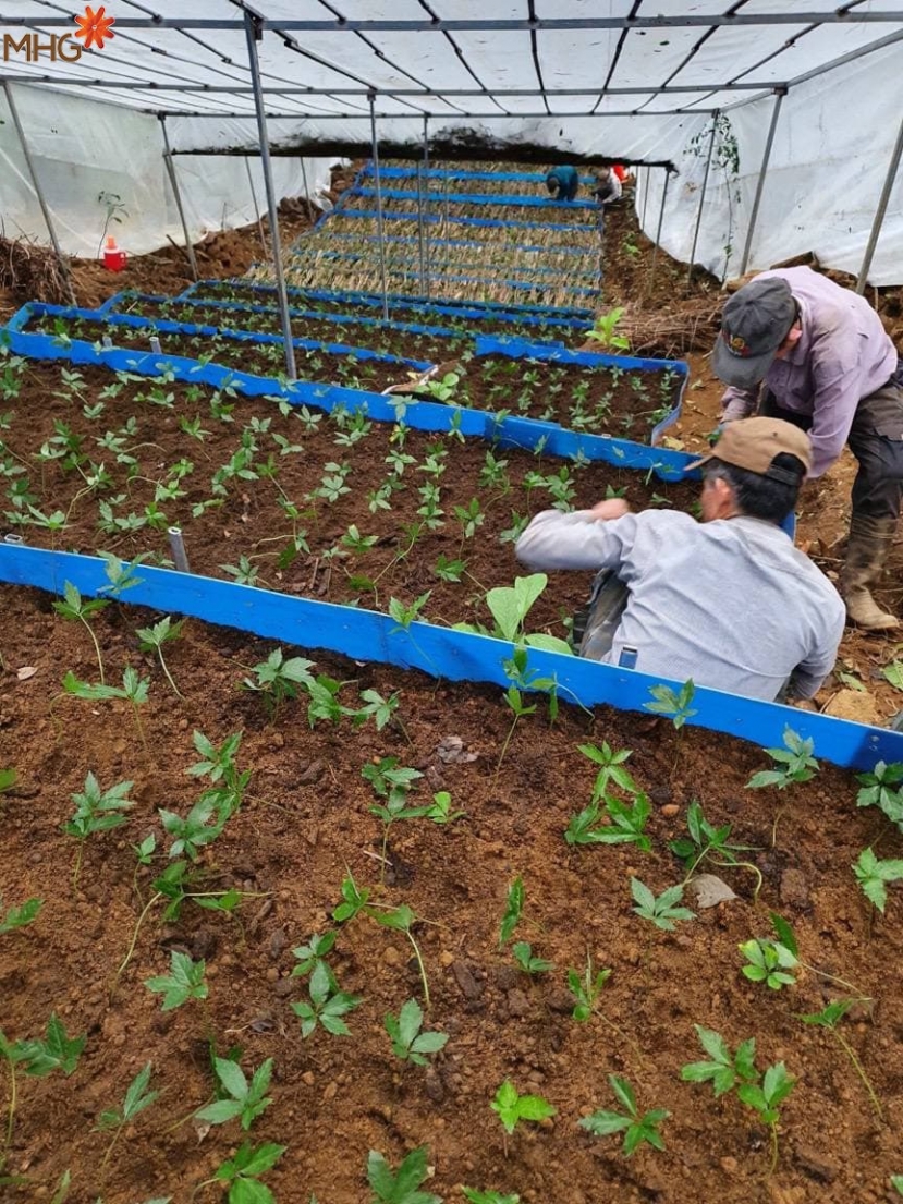 MHG quyết tâm “Chắp cánh” dự án sâm Ngọc Linh vươn xa MHG quyết tâm “Chắp cánh” dự án sâm Ngọc Linh vươn xa