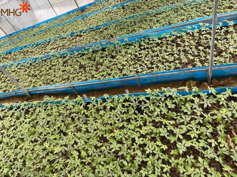 MHG quyết tâm “Chắp cánh” dự án sâm Ngọc Linh vươn xa MHG quyết tâm “Chắp cánh” dự án sâm Ngọc Linh vươn xa