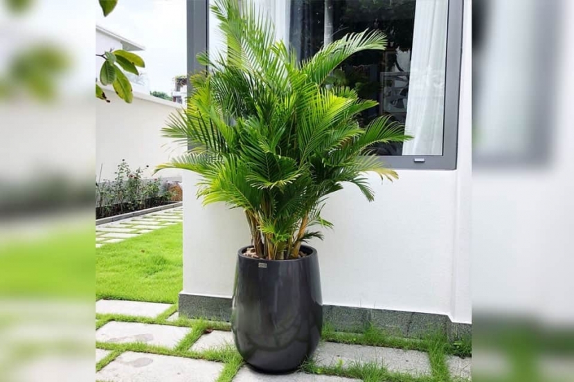 5 loại cây cảnh mà nhà nào cũng nên có trước hiên nhà để đón tài lộc, 'tiền vào như nước' cho gia chủ - Ảnh 1 5 loại cây cảnh mà nhà nào cũng nên có trước hiên nhà để đón tài lộc, 'tiền vào như nước' cho gia chủ - Ảnh 1