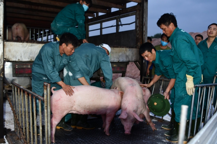 Giá heo hơi hôm nay 14/9: Đồng loạt giảm cả 3 miền Giá heo hơi hôm nay 14/9: Đồng loạt giảm cả 3 miền