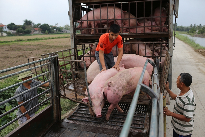 Giá lợn hơi không chỉ giảm ở Việt Nam mà còn ghi nhận giảm sâu ở Trung Quốc Giá lợn hơi không chỉ giảm ở Việt Nam mà còn ghi nhận giảm sâu ở Trung Quốc