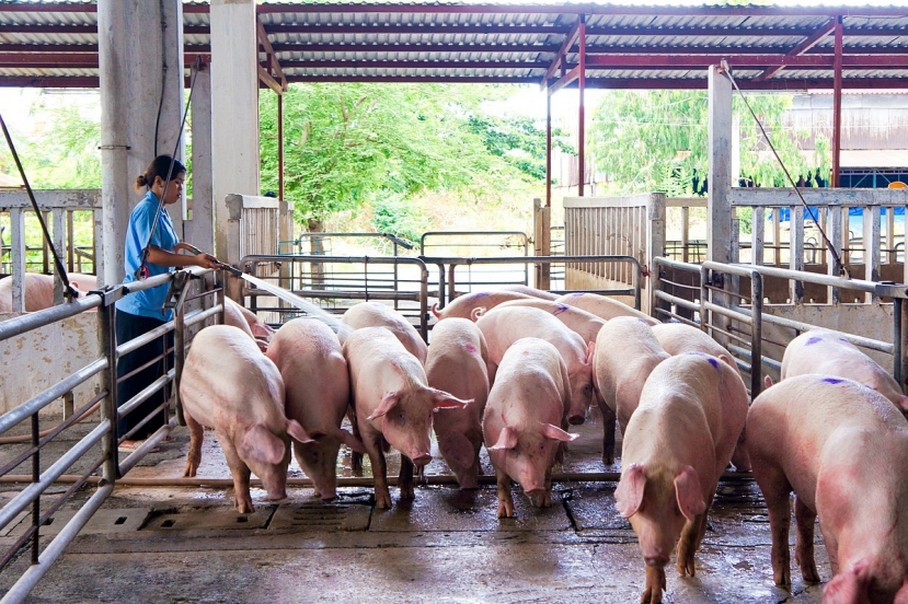 Một số địa phương tái bùng phát dịch tả lợn Châu Phi khiến người chăn nuôi 'đau đầu'. Một số địa phương tái bùng phát dịch tả lợn Châu Phi khiến người chăn nuôi 'đau đầu'.