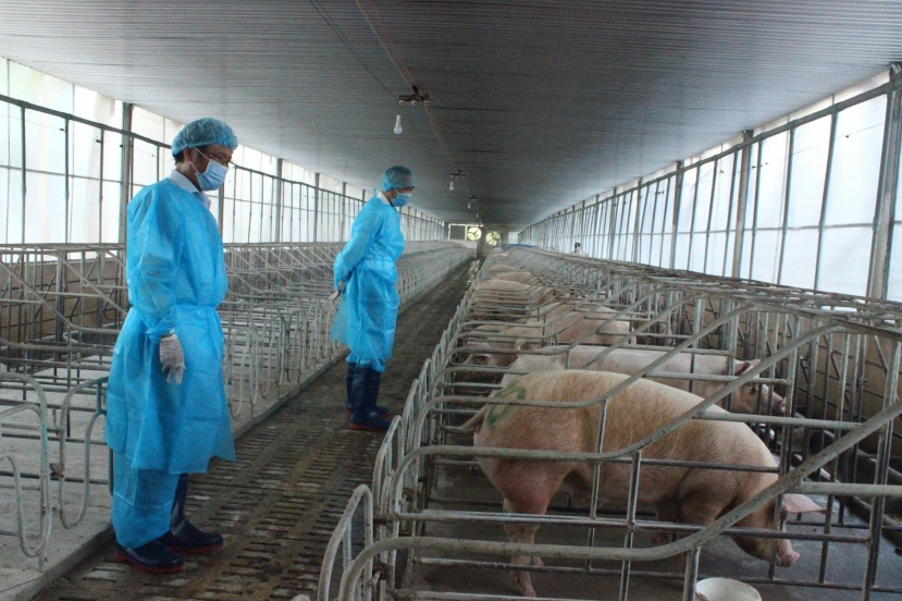 Giá heo hơi hôm nay 24/9: Biến động trái chiều ở các khu vực trên cả nước - Ảnh 1 Giá heo hơi hôm nay 24/9: Biến động trái chiều ở các khu vực trên cả nước - Ảnh 1