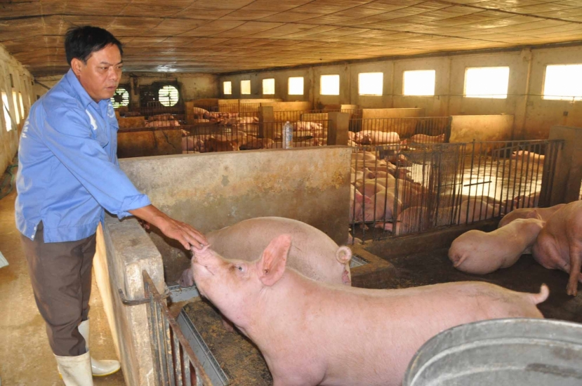 Giá heo hơi hôm nay 28/9: Thu mua ổn định trên khắp cả nước - Ảnh 1 Giá heo hơi hôm nay 28/9: Thu mua ổn định trên khắp cả nước - Ảnh 1
