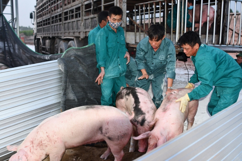 Giá heo hơi hôm nay 1/10: Tiếp tục đi xuống - Ảnh 2 Giá heo hơi hôm nay 1/10: Tiếp tục đi xuống - Ảnh 2