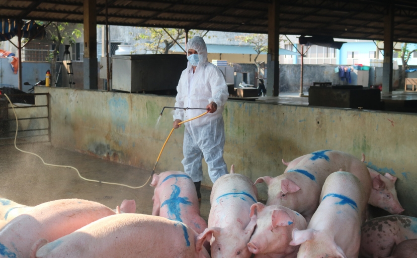 Giá heo hơi hôm nay 1/10: Tiếp tục đi xuống - Ảnh 4 Giá heo hơi hôm nay 1/10: Tiếp tục đi xuống - Ảnh 4
