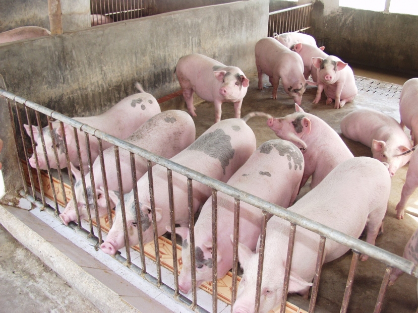 Giá heo hơi hôm nay 1/10: Tiếp tục đi xuống - Ảnh 1 Giá heo hơi hôm nay 1/10: Tiếp tục đi xuống - Ảnh 1