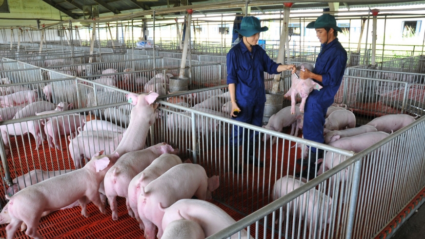 Ảnh: Báo Gia Lai Ảnh: Báo Gia Lai