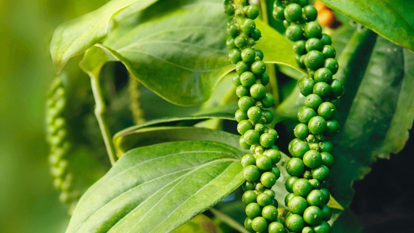 Làm ơn bỏ ngay cách dùng hạt tiêu ‘đầu độc’ gia đình này, điều số 3 ai cũng mắc nhưng tai hại hơn hít ‘thủy ngân’ - Ảnh 1 Làm ơn bỏ ngay cách dùng hạt tiêu ‘đầu độc’ gia đình này, điều số 3 ai cũng mắc nhưng tai hại hơn hít ‘thủy ngân’ - Ảnh 1