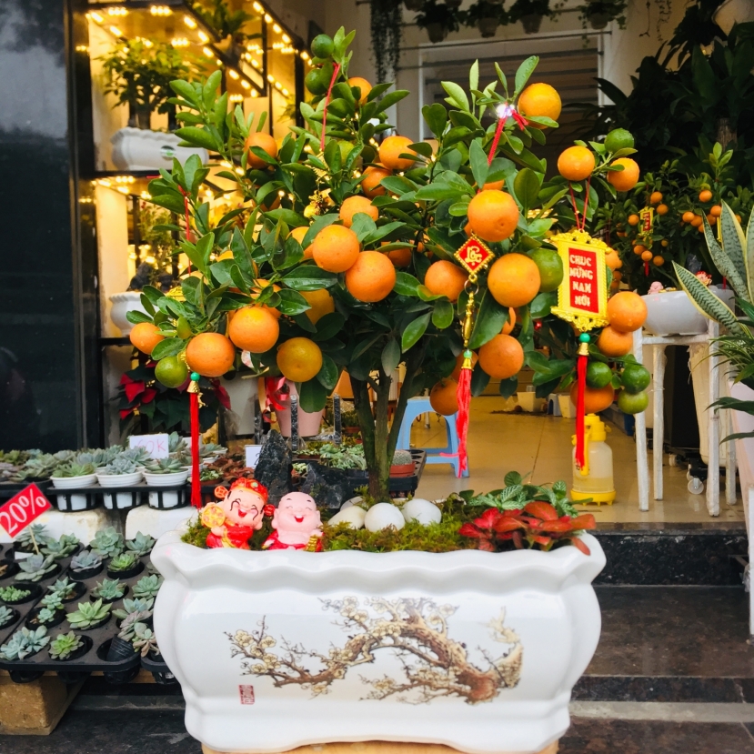 Cây quất cảnh làm hoa trưng tết Cây quất cảnh làm hoa trưng tết