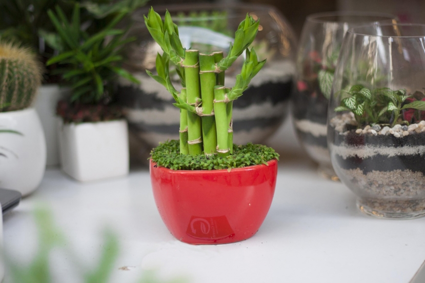 Chọn cây phát lộc làm hoa trưng tết Chọn cây phát lộc làm hoa trưng tết