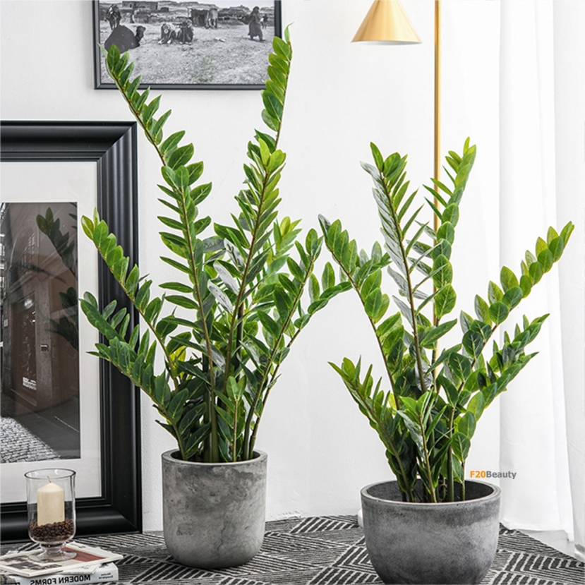 Chọn kim tiền làm hoa trưng tết Chọn kim tiền làm hoa trưng tết