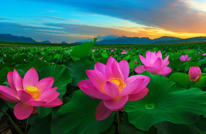 Mùi thơm thoang thoảng của Hoa sen sẽ thức tỉnh, dẫn lối lương tri con người Mùi thơm thoang thoảng của Hoa sen sẽ thức tỉnh, dẫn lối lương tri con người