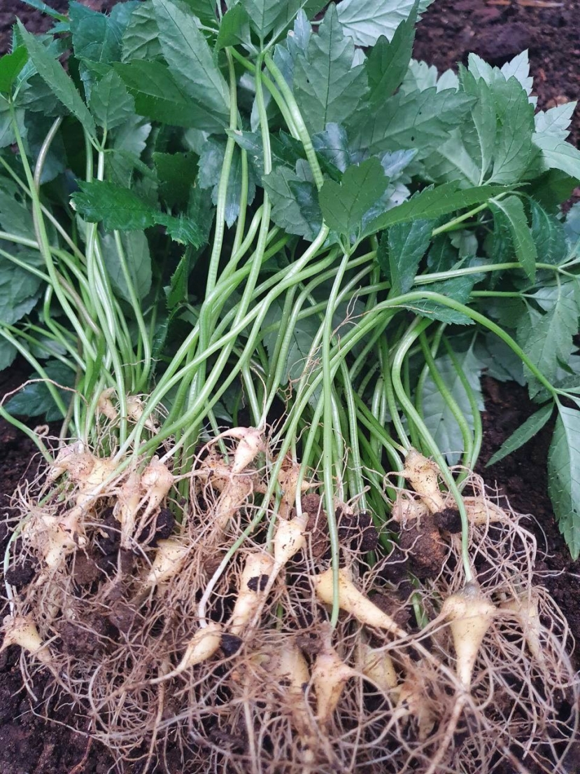 MHG quyết tâm “Chắp cánh” dự án sâm Ngọc Linh vươn xa - Ảnh 1 MHG quyết tâm “Chắp cánh” dự án sâm Ngọc Linh vươn xa - Ảnh 1