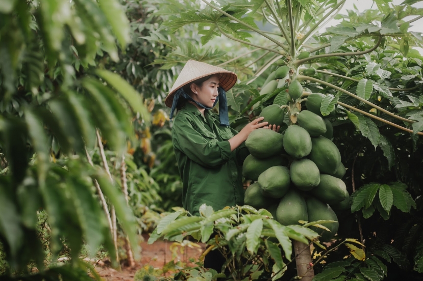 Tuyết Nhung là người sáng tạo nội dung bằng những nguyên liệu hết sức trong lành Tuyết Nhung là người sáng tạo nội dung bằng những nguyên liệu hết sức trong lành