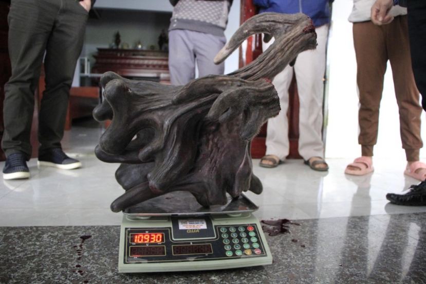 Cặp nhung nai có trọng lượng gần 11kg. Ảnh Thanh Thủy. Cặp nhung nai có trọng lượng gần 11kg. Ảnh Thanh Thủy.