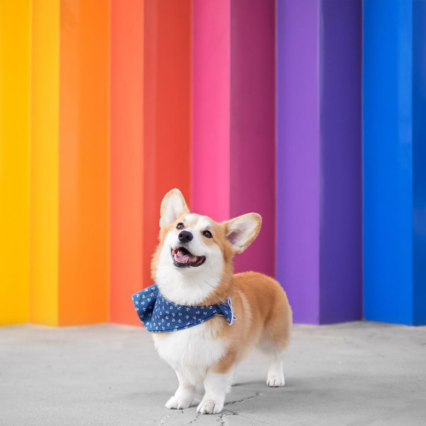 Giống chó Corgi (hay còn được biết đến với tên gọi khác là Corgi Welsh), là giống chó cảnh dễ thương nhất thế giới Giống chó Corgi (hay còn được biết đến với tên gọi khác là Corgi Welsh), là giống chó cảnh dễ thương nhất thế giới
