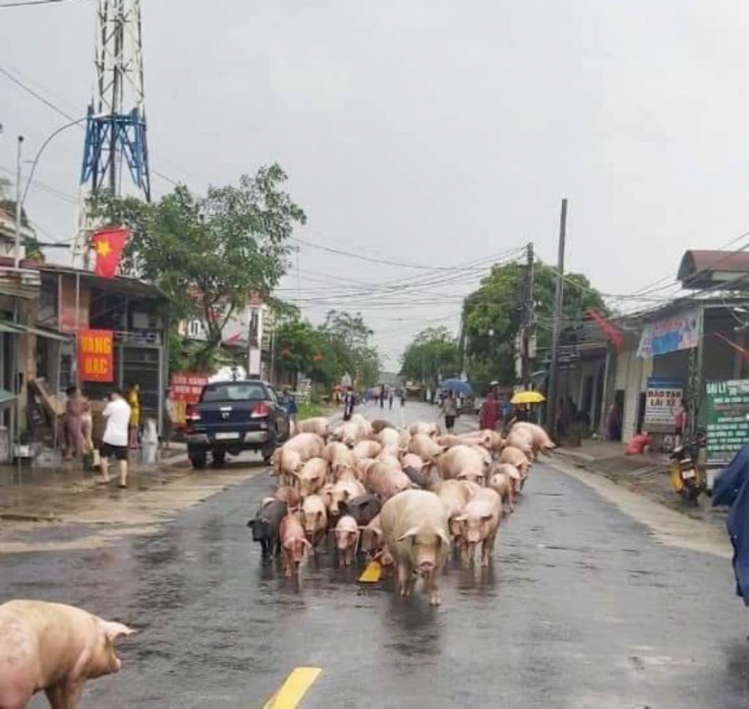 Nhiều người dân tại huyện Thanh Chương khẩn trương di dời động vật nuôi đến khu vực cao Nhiều người dân tại huyện Thanh Chương khẩn trương di dời động vật nuôi đến khu vực cao