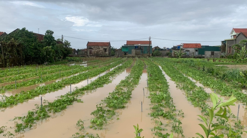 Hoa màu của bà con huyện Quỳnh Lưu chìm trong nước, nguy cơ bị mất trắng Hoa màu của bà con huyện Quỳnh Lưu chìm trong nước, nguy cơ bị mất trắng