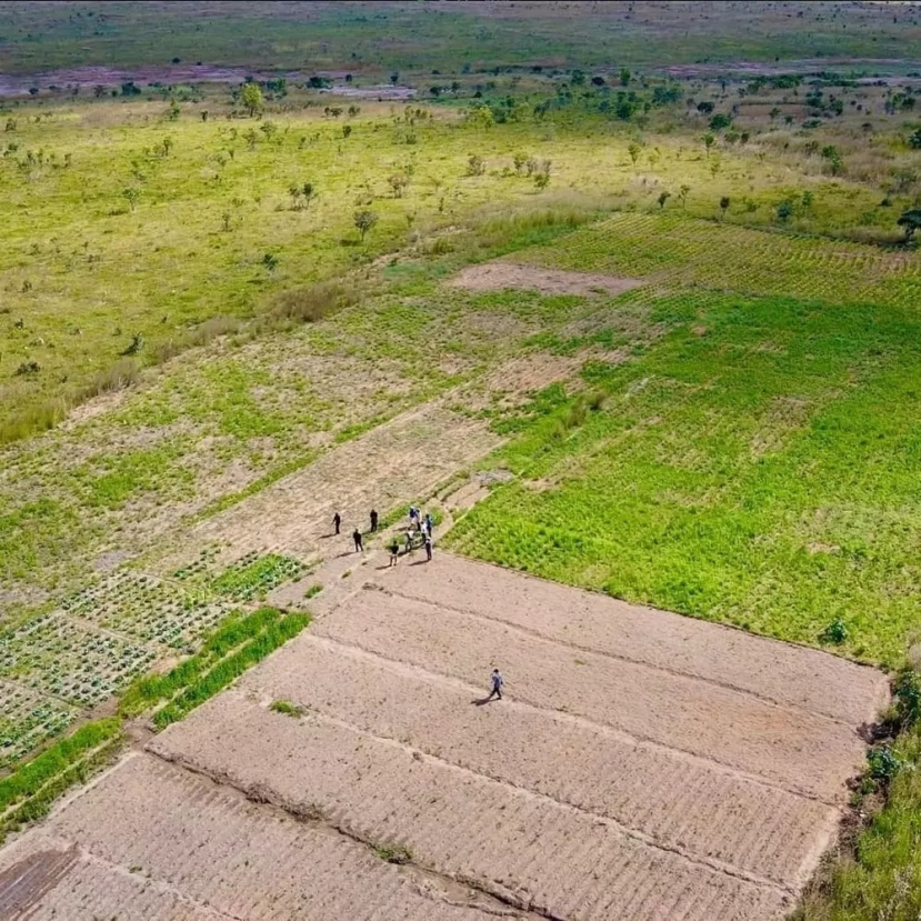 Diện tích đất thẳng cánh cò bay của Quang Linh tại Châu Phi