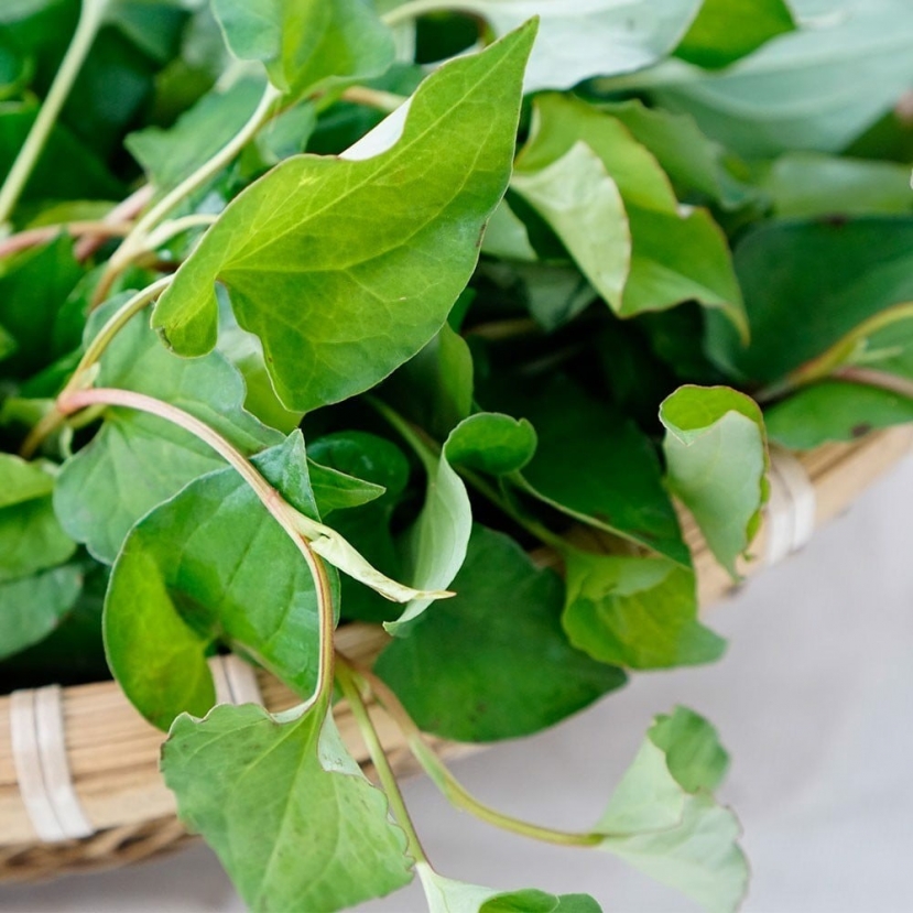 Rau diếp cá Rau diếp cá