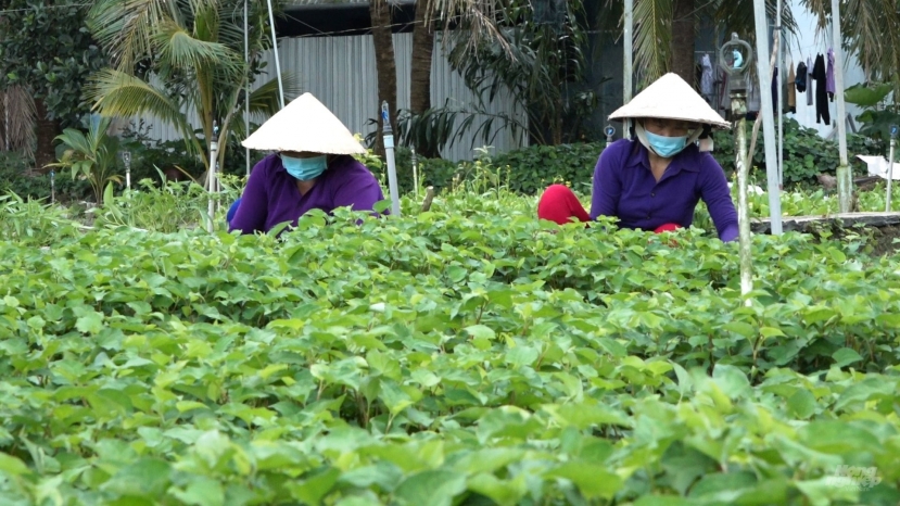 Rau diếp cá có thể mọc quanh năm Rau diếp cá có thể mọc quanh năm