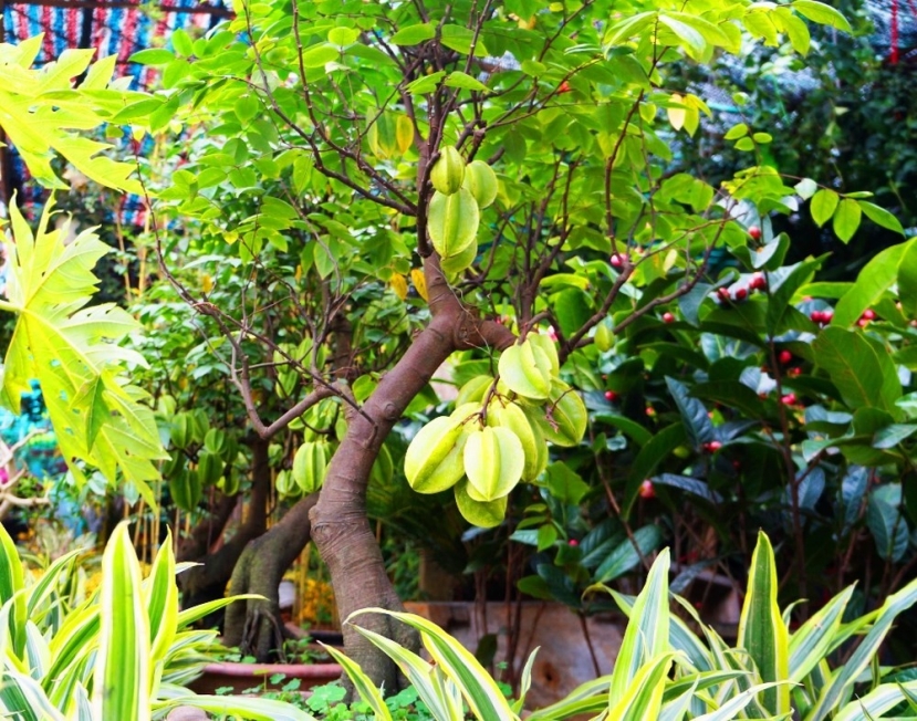 Khế Khế