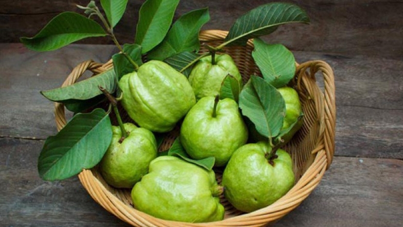Lá ổi: Vị thuốc quý dứt điểm các chứng bệnh tiêu hóa - Ảnh 1 Lá ổi: Vị thuốc quý dứt điểm các chứng bệnh tiêu hóa - Ảnh 1