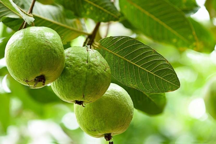 Chữa đái tháo đường từ lá ổi Chữa đái tháo đường từ lá ổi