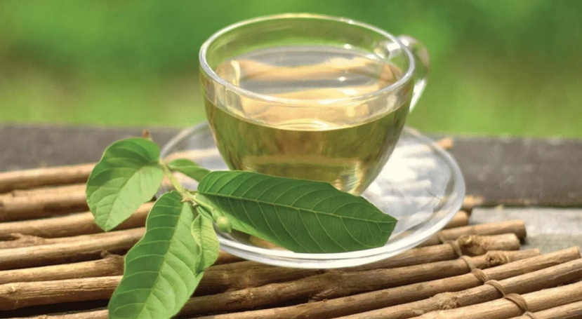 Lá ổi vị đắng sáp, tính ấm, có công dụng tiêu thũng giải độc, thu sáp chỉ huyết Lá ổi vị đắng sáp, tính ấm, có công dụng tiêu thũng giải độc, thu sáp chỉ huyết
