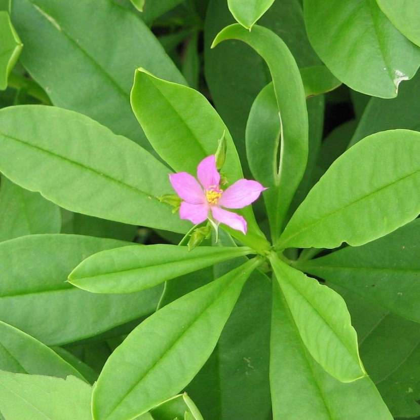 Rau sâm đất Rau sâm đất