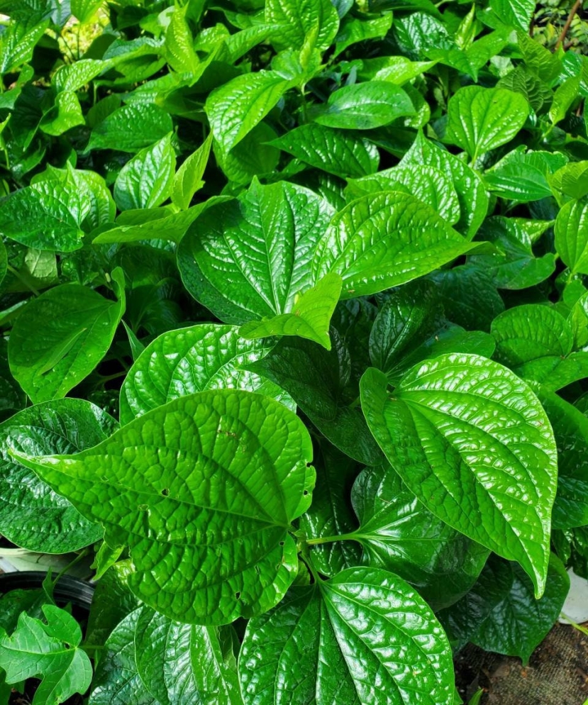 Lá lốt có chứa các chất dẫn xuất alkaloid có thể bị biến đổi khi nấu lâu Lá lốt có chứa các chất dẫn xuất alkaloid có thể bị biến đổi khi nấu lâu