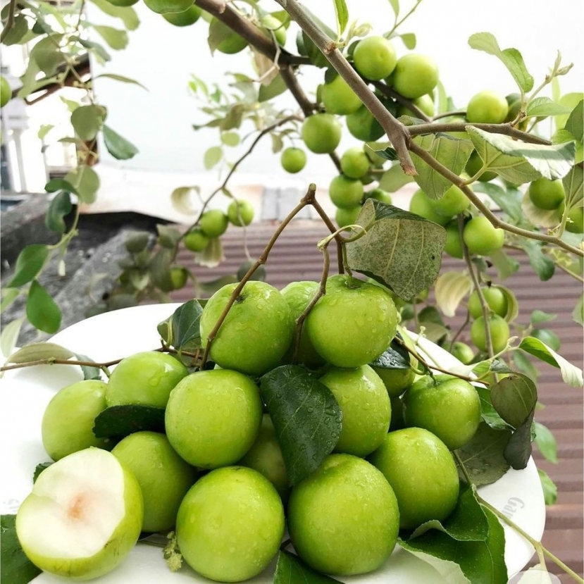 Táo ta không chỉ là một món trái cây ngon miệng mà còn là một 'thuốc' tự nhiên đầy tác dụng Táo ta không chỉ là một món trái cây ngon miệng mà còn là một 'thuốc' tự nhiên đầy tác dụng