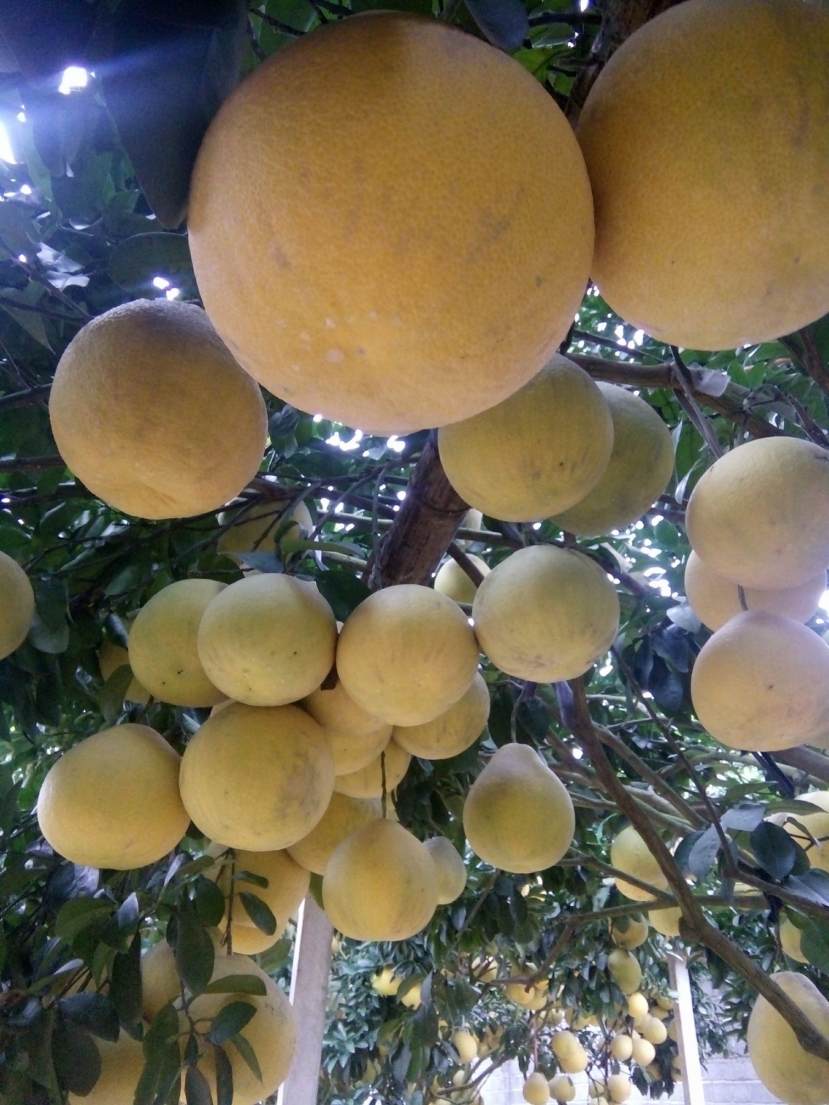 Bưởi được ví như 'vàng miếng' vì tốt, nhưng người này không nên ăn: Biết để né nhanh còn kịp! - Ảnh 2 Bưởi được ví như 'vàng miếng' vì tốt, nhưng người này không nên ăn: Biết để né nhanh còn kịp! - Ảnh 2