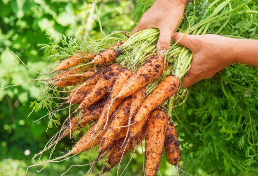 Cà rốt có nên gọt vỏ khi ăn, vạch rõ loạt sự thật bất ngờ về thực phẩm được ví là 'sâm đất'? - Ảnh 1 Cà rốt có nên gọt vỏ khi ăn, vạch rõ loạt sự thật bất ngờ về thực phẩm được ví là 'sâm đất'? - Ảnh 1