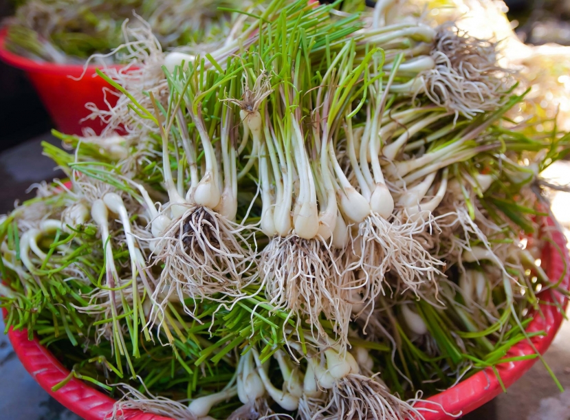 Củ kiệu Củ kiệu