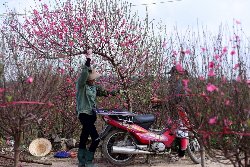 Tết 2024: Sai lầm khi chơi hoa đào 'chưa hết mùng đã rũ rượi', người trồng lâu năm chỉ rõ nhiều nhà mắc - Ảnh 2 Tết 2024: Sai lầm khi chơi hoa đào 'chưa hết mùng đã rũ rượi', người trồng lâu năm chỉ rõ nhiều nhà mắc - Ảnh 2