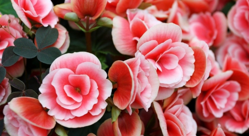 Thu hải đường Thu hải đường