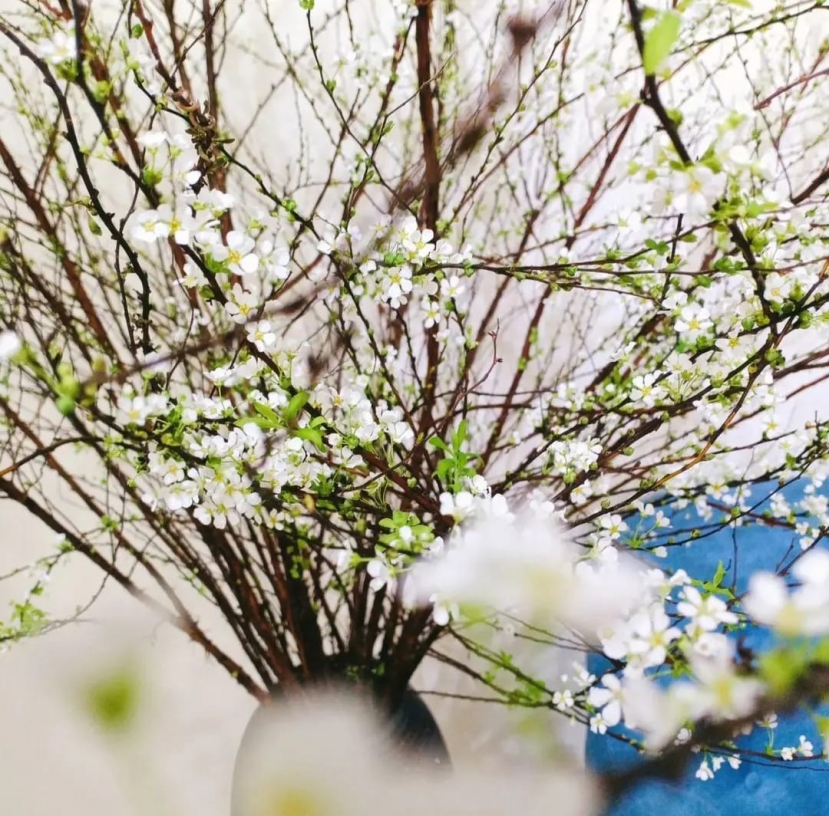 Cắm tuyết mai mãi vẫn như bó 'củi khô', phải chăng chị em đang mắc phải sai lầm này? - Ảnh 2 Cắm tuyết mai mãi vẫn như bó 'củi khô', phải chăng chị em đang mắc phải sai lầm này? - Ảnh 2