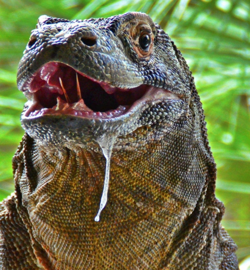 Komodo có bộ răng hơn 60 cái nhọn như lưỡi hái Komodo có bộ răng hơn 60 cái nhọn như lưỡi hái
