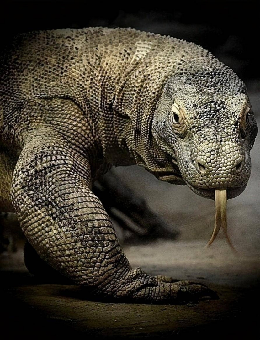 Khả năng tiêu thụ thức ăn của thằn lằn khổng lồ Komodo rất lớn Khả năng tiêu thụ thức ăn của thằn lằn khổng lồ Komodo rất lớn