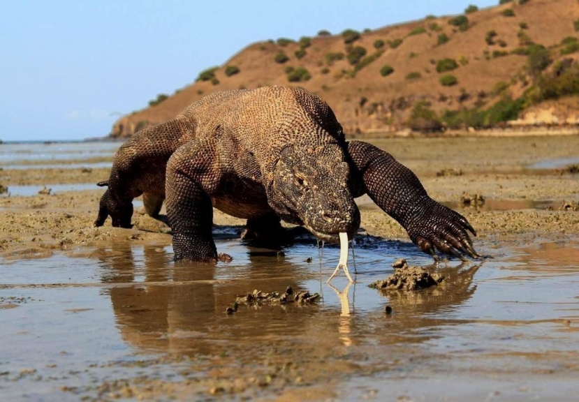 Komodo là loài thằn lằn lớn nhất được biết đến hiện nay Komodo là loài thằn lằn lớn nhất được biết đến hiện nay