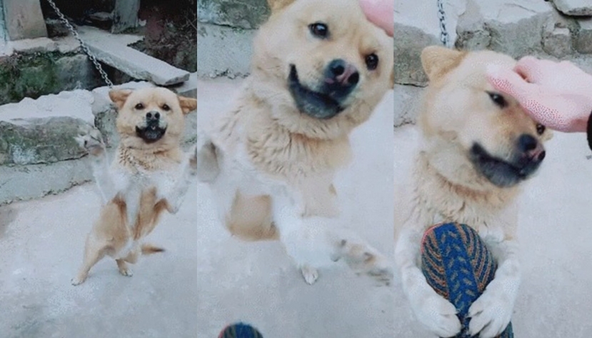 Biểu cảm của chú chó khi gặp lại chủ nhân đi vắng nhiều năm Biểu cảm của chú chó khi gặp lại chủ nhân đi vắng nhiều năm