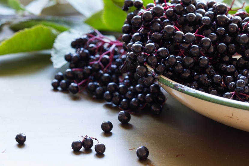 Quả Acai. Ảnh: internet Quả Acai. Ảnh: internet