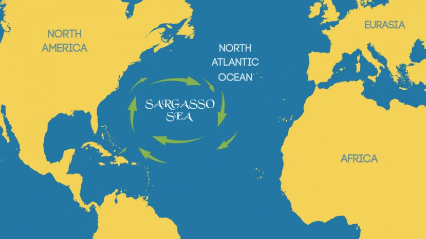 Hình minh họa cho thấy Biển Sargasso, nơi nhiệt độ và nồng độ axit của đại dương đã tăng đáng kể trong bốn thập kỷ qua. (Ảnh: WindVector/Shutterstock) Hình minh họa cho thấy Biển Sargasso, nơi nhiệt độ và nồng độ axit của đại dương đã tăng đáng kể trong bốn thập kỷ qua. (Ảnh: WindVector/Shutterstock)